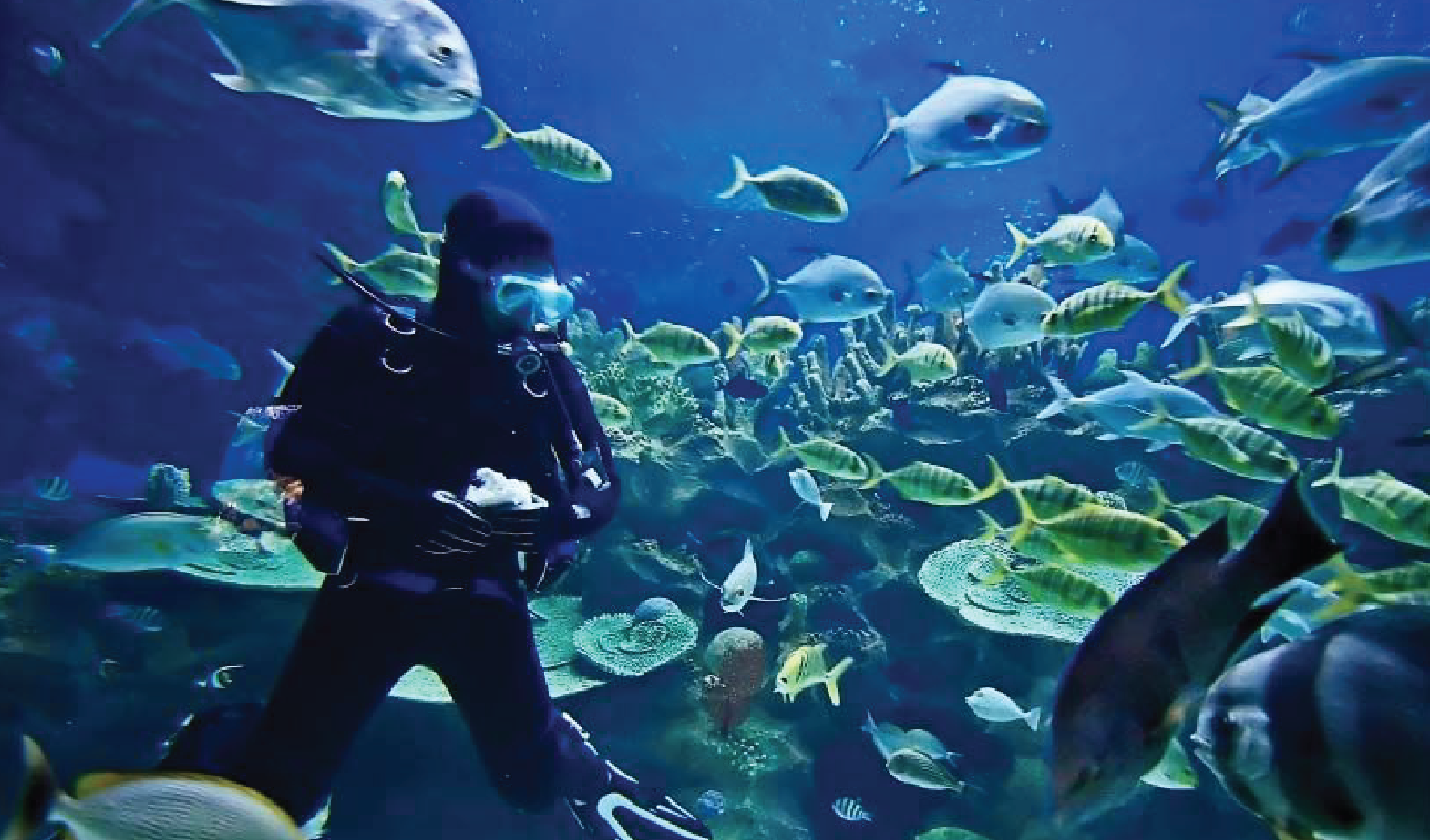 Premium Scuba Diving Package 